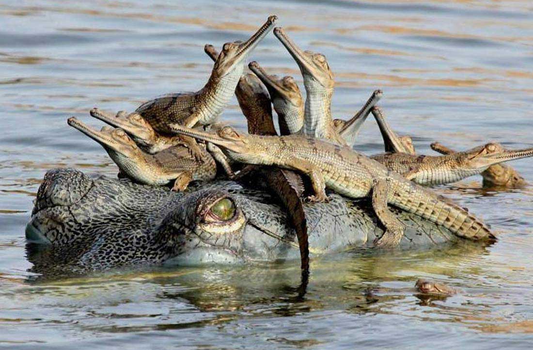 chambal river safari agra